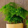 Asparagus Fern