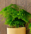 Asparagus Fern