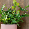 Blue Star Fern