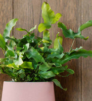 Blue Star Fern