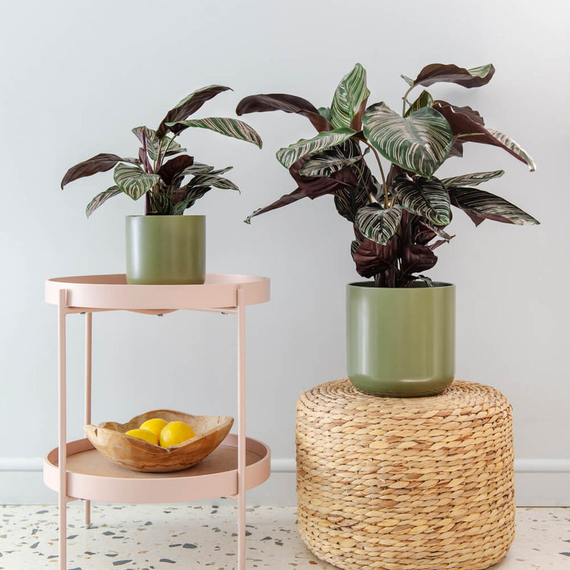Calathea Sanderiana