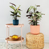 Calathea Whitestar