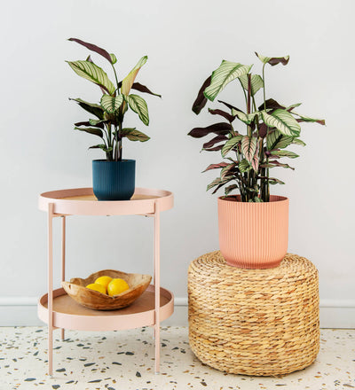 Calathea Whitestar