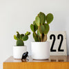 Bunny Ear Cactus