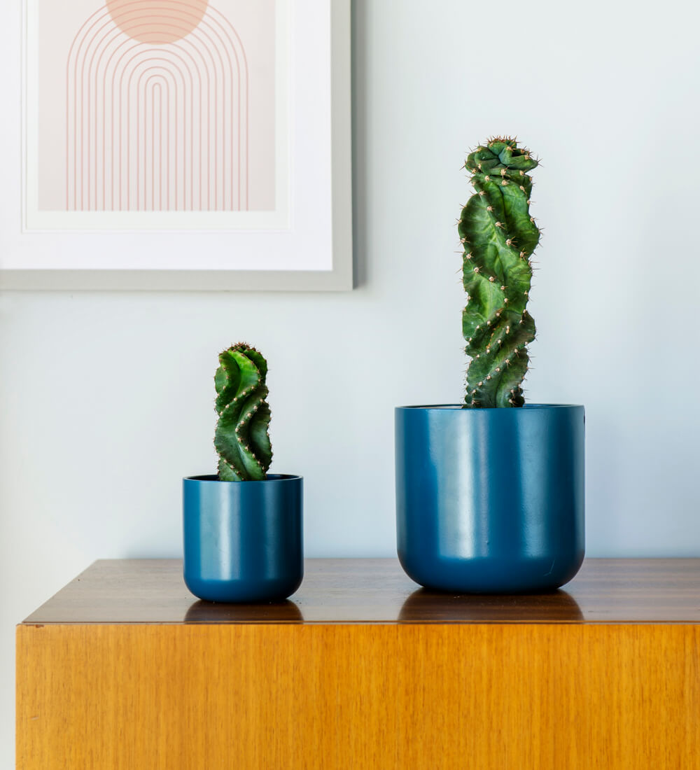Spiral Cactus