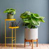 Calathea Orbifolia