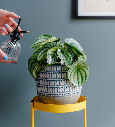 Watermelon Peperomia