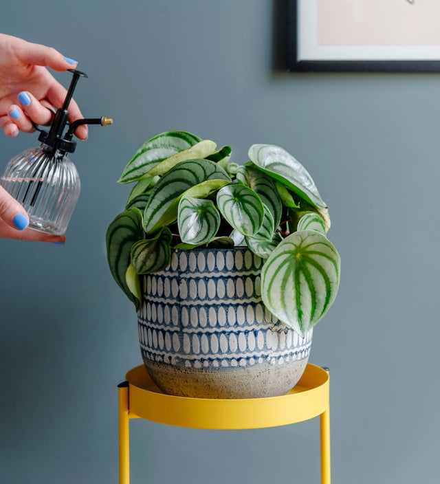 Watermelon Peperomia