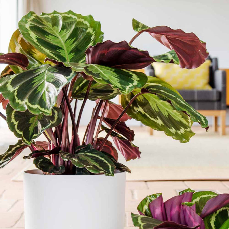 Rose Painted Calathea
