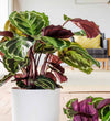 Rose Painted Calathea