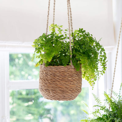 Maidenhair Fern
