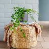 English Ivy