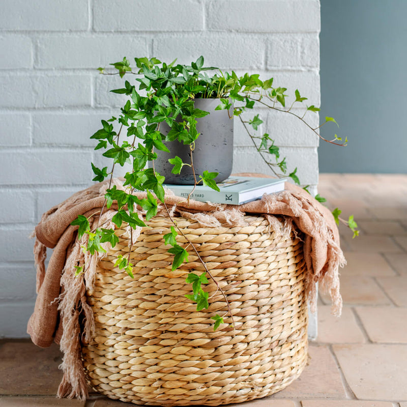 English Ivy