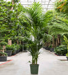 XXL Kentia Palm