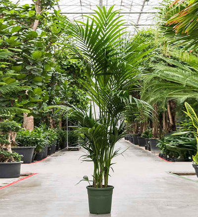 XXL Kentia Palm