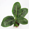 Musa Dwarf Cavendish Banana
