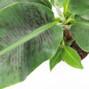 Musa Dwarf Cavendish Banana