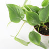 Heartleaf Philodendron