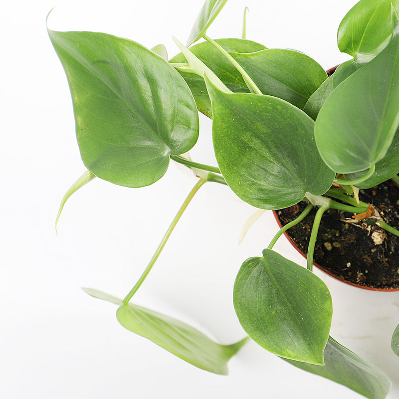 Heartleaf Philodendron