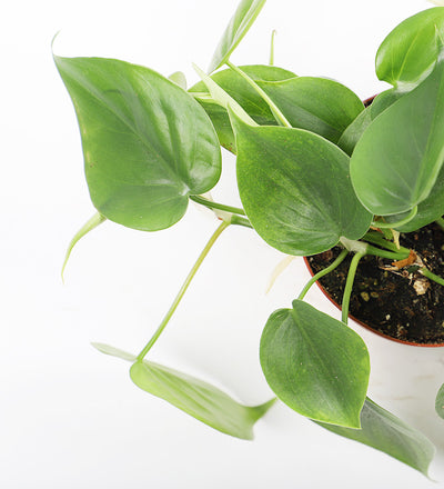 heart leaf philodendron uk Heartleaf Philodendron (Philodendron Hederaceum)