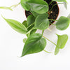 Heartleaf Philodendron