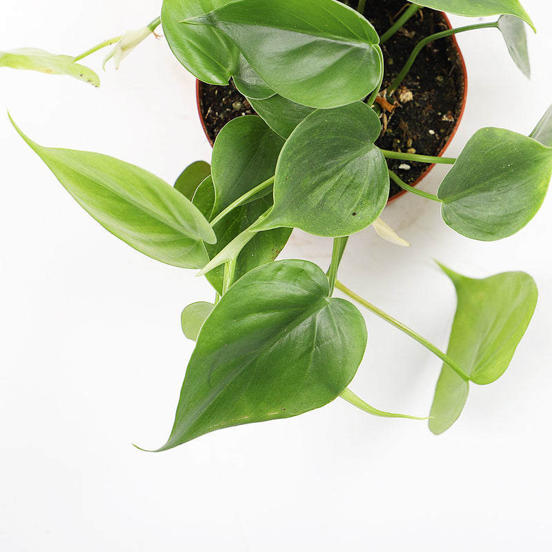 Heartleaf Philodendron