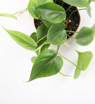 Heartleaf Philodendron