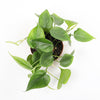 Heartleaf Philodendron