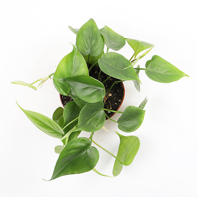 Heartleaf Philodendron