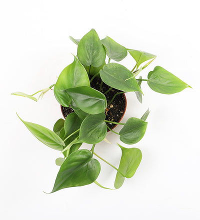 Heartleaf Philodendron