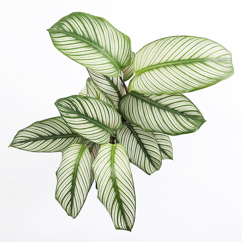 Calathea Whitestar