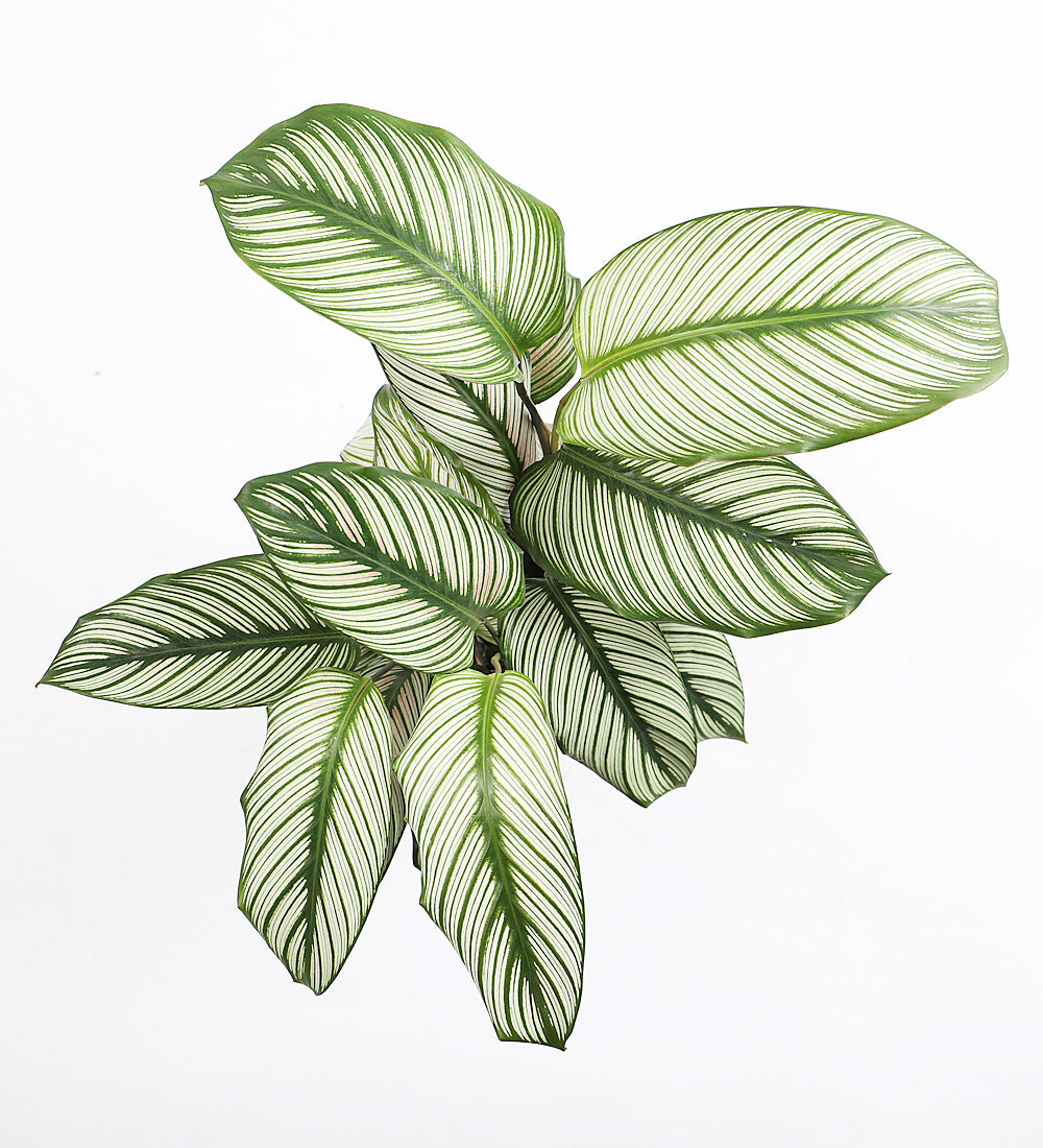 Calathea Whitestar