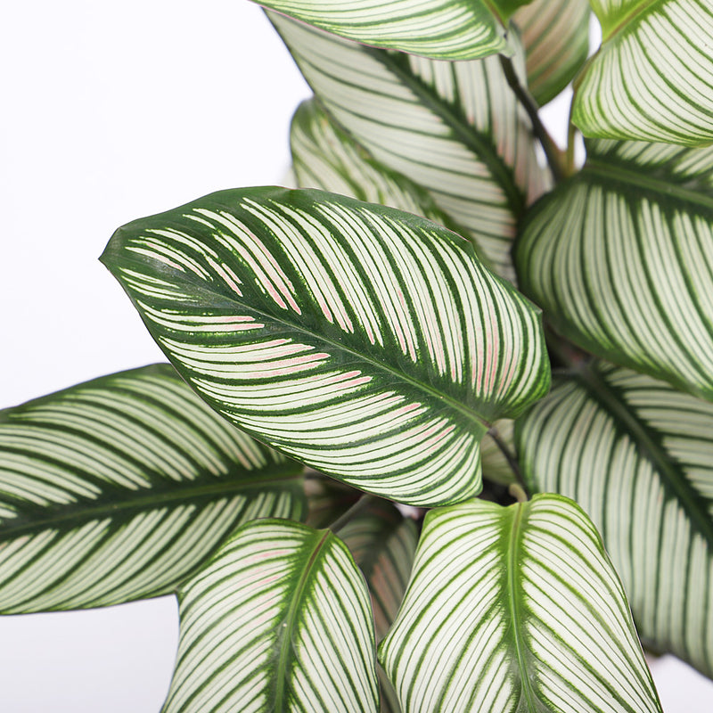 Calathea Whitestar