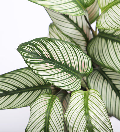 Calathea Whitestar