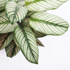 Calathea Whitestar