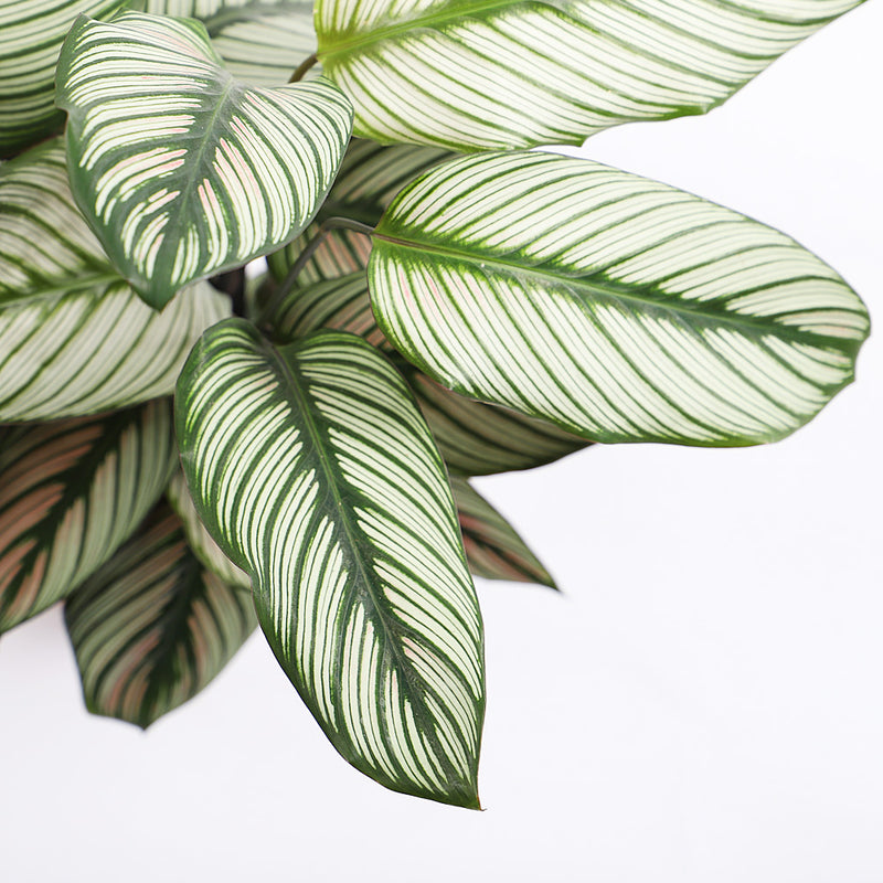 Calathea Whitestar