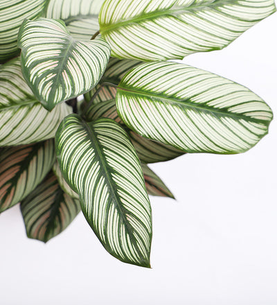 Calathea Whitestar