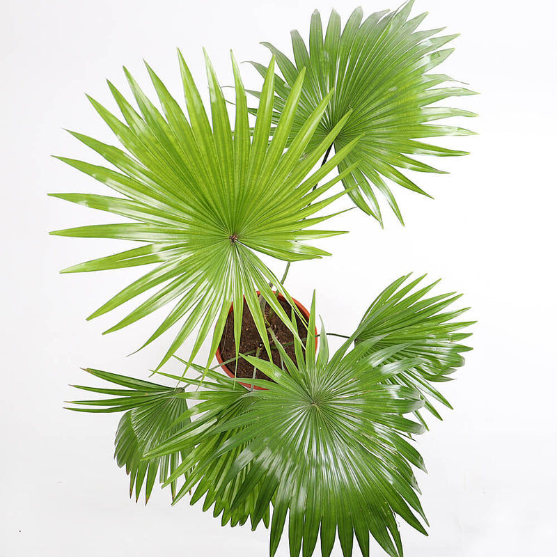 Livistona Rotundifolia