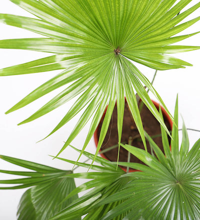 Livistona Rotundifolia