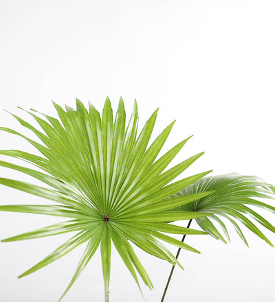 Livistona Rotundifolia