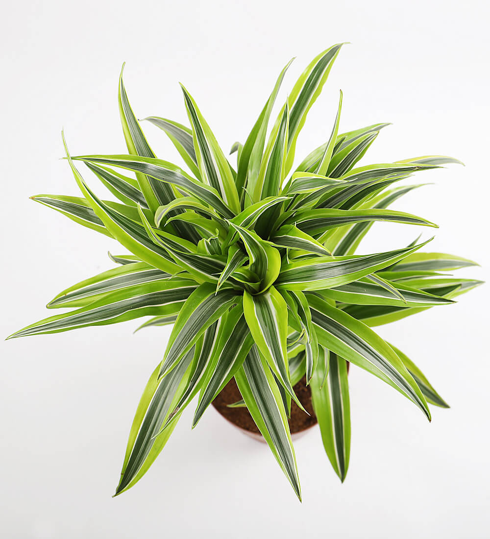 Dracaena Lemon & Lime