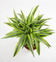 Dracaena Lemon & Lime