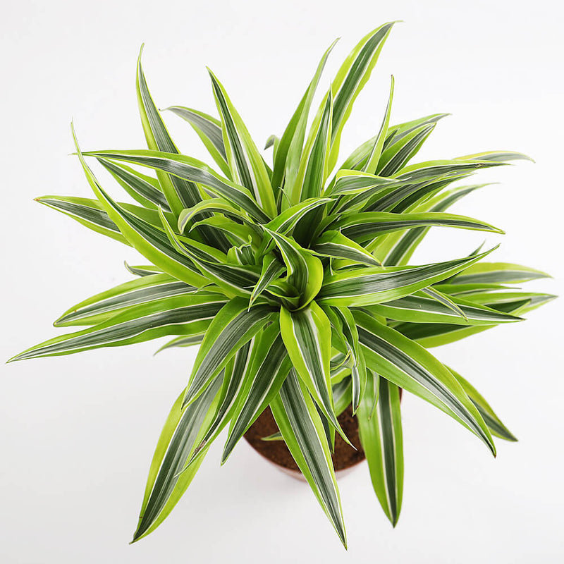 Large Dracaena Lemon & Lime