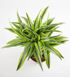 Large Dracaena Lemon & Lime