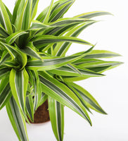 Dracaena Lemon & Lime