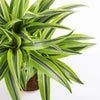 Large Dracaena Lemon & Lime