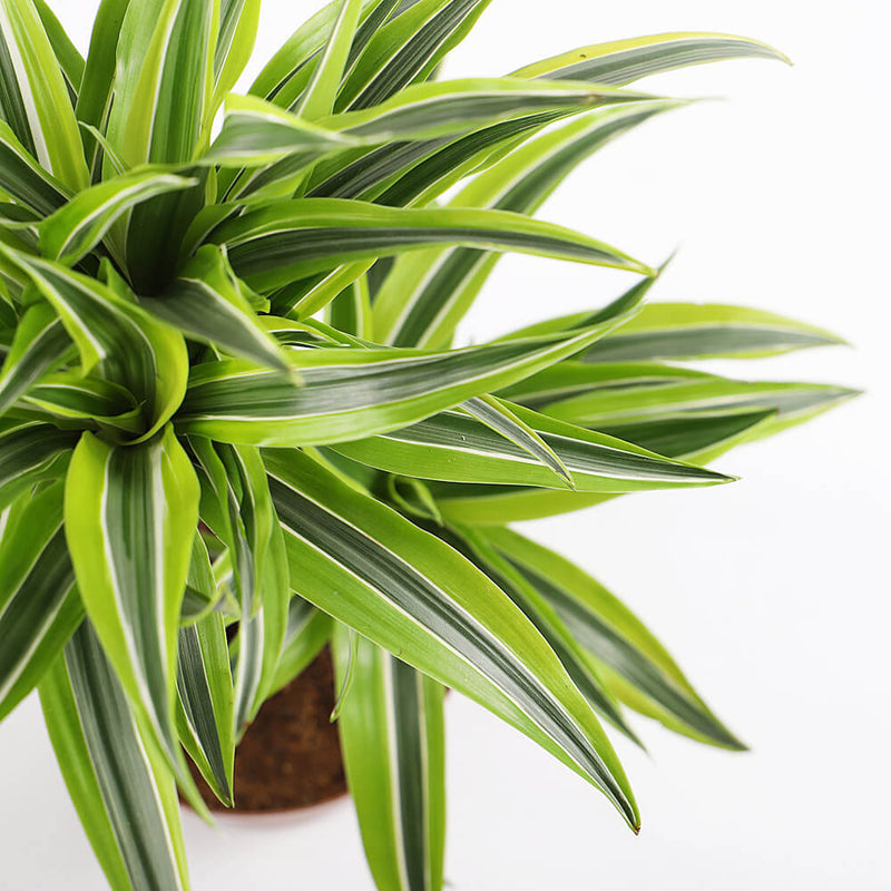 Large Dracaena Lemon & Lime