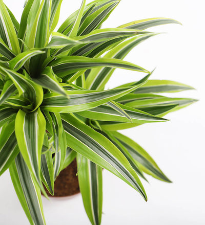 dracaena uk Dracaena Deremensis 'Lemon & Lime' Indoor Houseplant