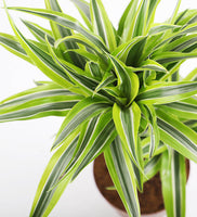 Dracaena Lemon & Lime