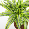 Large Dracaena Lemon & Lime